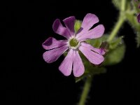 Silene dioica 1, Dagkoekoeksbloem, Saxifraga-Jan van der Straaten