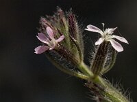 Silene gallica, Common Catchfly