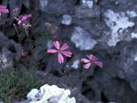 Silene goulimyi