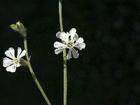 Silene graeca