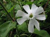 Silene latifolia, White Campion