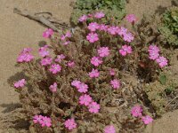 Silene littorea 1, Saxifraga-Jan van der Straaten