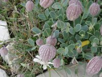 Silene marginata