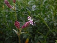 Silene nicaeensis