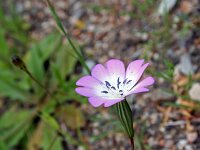 Silene nodulosa