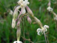 Silene nutans 6, Nachtsilene, Saxifraga-Ed Stikvoort