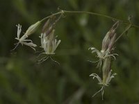 Silene nutans ssp nutans 2, Nachtsilene, Saxifraga-Willem van Kruijsbergen