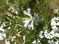 Silene paradoxa