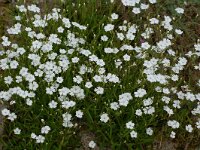 Silene pusilla 1, Saxifraga-Willem van Kruijsbergen