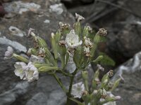 Silene rothmaleri