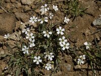 Silene rupestris, Rock Campion