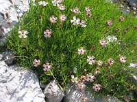 Silene saxifraga