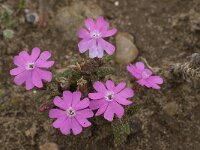 Silene scabriflora