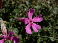 Silene schafta 5, Lijmkruid, Saxifraga-Ed Stikvoort : lijmkruid Breskens A900