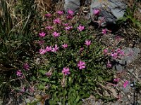 Silene schafta 7, Lijmkruid, Saxifraga-Ed Stikvoort : lijmkruid Breskens A900