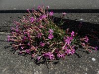 Silene schafta 8, Lijmkruid, Saxifraga-Ed Stikvoort : lijmkruid Breskens A900