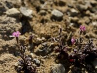 Silene sedoides