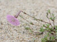 Silene sericea