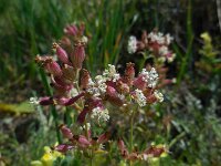 Silene spergulifolia 1, Saxifraga-Ed Stikvoort