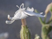 Silene succulenta 1, Saxifraga-Rutger Barendse