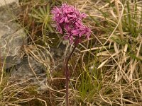 Silene suecica 1, Saxifraga-Jan van der Straaten