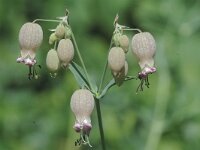 Silene vulgaris 1, Blaassilene, Saxifraga-Jan van der Straaten