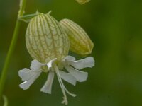 Silene vulgaris 55, Blaassilene, Saxifraga-Jan van der Straaten