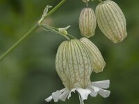 Silene vulgaris 56, Blaassilene, Saxifraga-Jan van der Straaten
