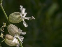 Silene vulgaris 58, Blaassilene, Saxifraga-Jan van der Straaten