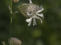 Silene vulgaris 61, Blaassilene, Saxifraga-Jan van der Straaten