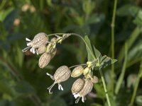 Silene vulgaris 65, Blaassilene, Saxifraga-Jan van der Straaten