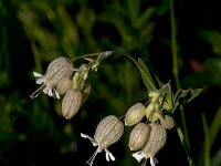 Silene vulgaris 66, Blaassilene, Saxifraga-Jan van der Straaten