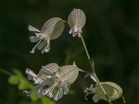 Silene vulgaris 69, Blaassilene, Saxifraga-Jan van der Straaten