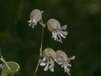 Silene vulgaris 70, Blaassilene, Saxifraga-Jan van der Straaten