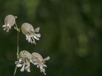 Silene vulgaris 71, Blaassilene, Saxifraga-Jan van der Straaten