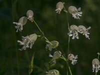 Silene vulgaris 72, Blaassilene, Saxifraga-Jan van der Straaten
