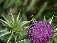 Silybum marianum, Milk-thistle