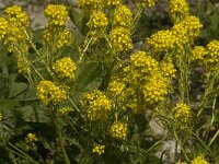 Sisymbrium austriacum