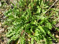Sisymbrium austriacum ssp chrysanthum 2, Maasraket, Saxifraga-Rutger Barendse