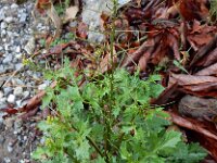 Sisymbrium erysimoides