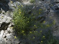 Sisymbrium irio 1, Brede raket, Saxifraga-Willem van Kruijsbergen