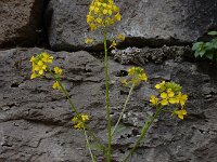 Sisymbrium loeselii 22, Spiesraket, Saxifraga-Ed Stikvoort : Jerevan - Garni s9900