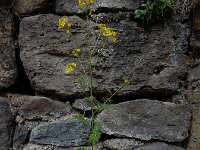 Sisymbrium loeselii 23, Spiesraket, Saxifraga-Ed Stikvoort : Jerevan - Garni s9900
