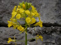 Sisymbrium loeselii 24, Spiesraket, Saxifraga-Ed Stikvoort : Jerevan - Garni s9900