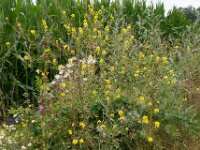 Sisymbrium loeselii 4, Spiesraket, Saxifraga-Ab H Baas