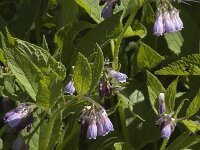 Sisymbrium officinale, Hedge Mustard