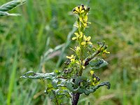Sisymbrium officinale 15, Gewone raket, Saxifraga-Ab H Baas