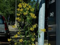 Sisymbrium strictissimum 5, Hoge raket, Saxifraga-Ed Stikvoort : Amsterdam Den Haag