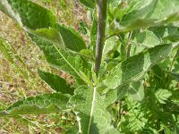 Sisymbrium strictissimum 6, Hoge raket, Saxifraga-Rutger Barendse