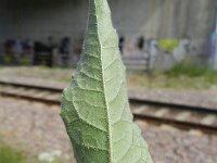 Sisymbrium strictissimum 9, Saxifraga-Rutger Barendse